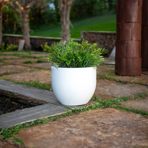 Azalea Indoor/Outdoor Planter