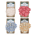 Core 4 Mushroom Grow Kits