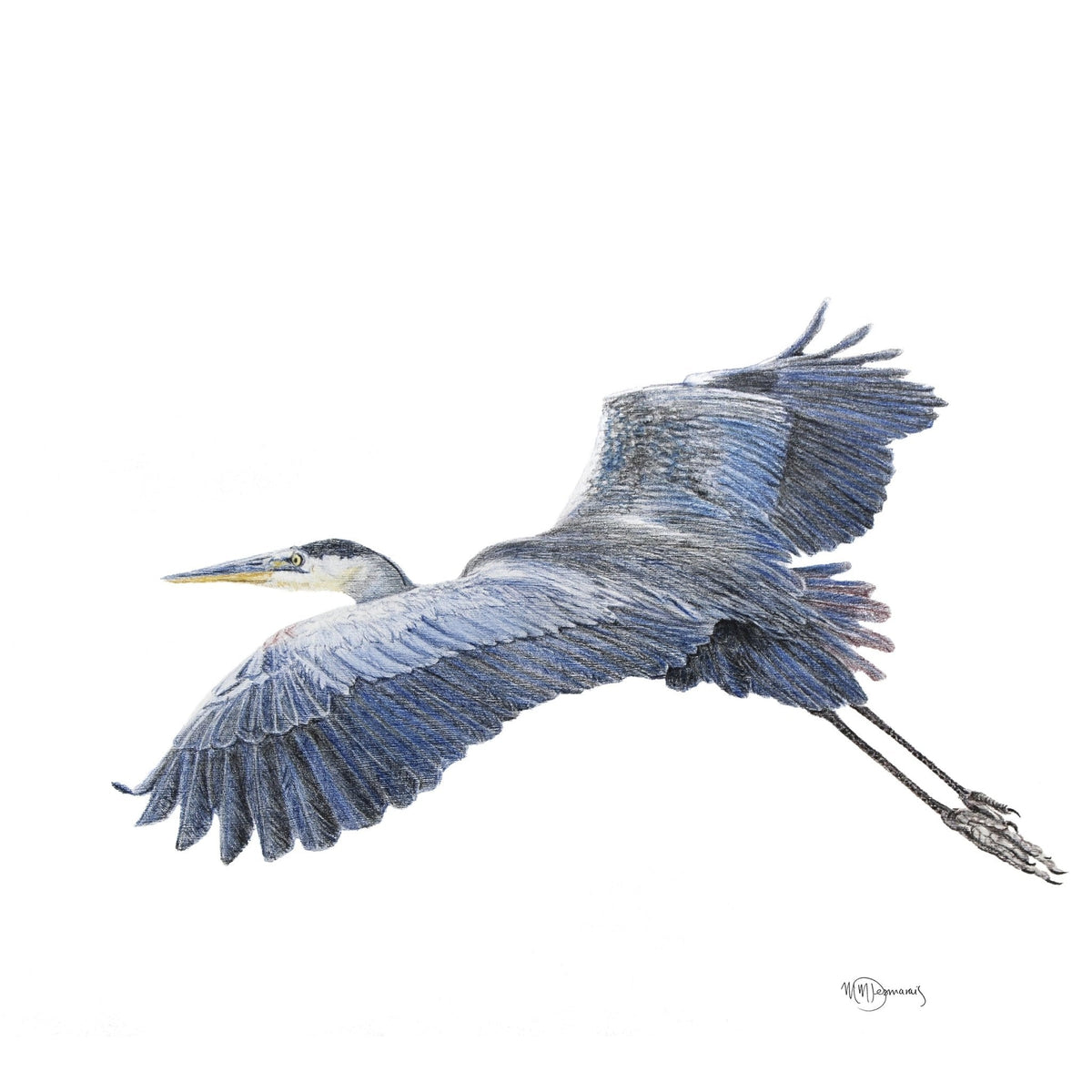 Great Blue Heron Art Print
