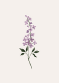 Lilac Flower Art Print